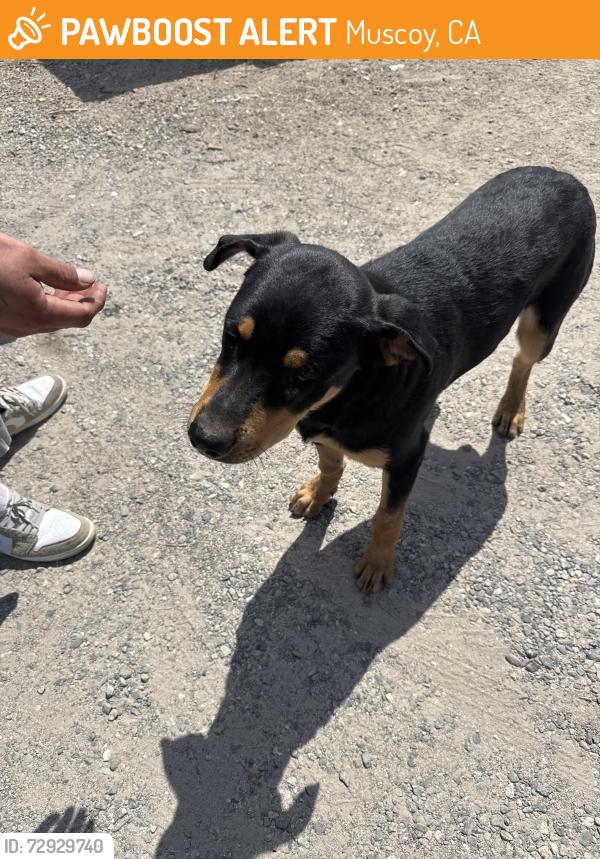 Found/Stray Male Dog last seen W 3rd ave Muscoy , Muscoy, CA 92407
