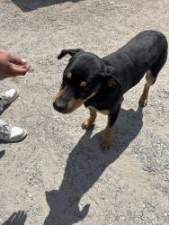 Found/Stray Male Dog last seen W 3rd ave Muscoy , Muscoy, CA 92407