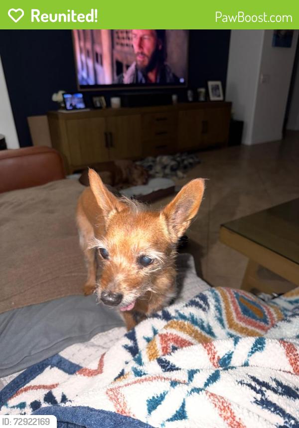 Reunited Female Dog last seen democracy and Chateau Clermont, Henderson, NV 89044