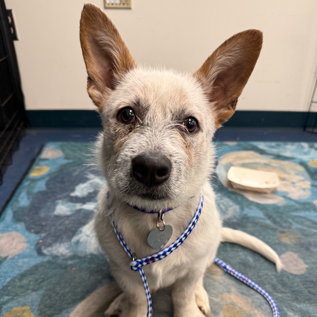 Shelter Stray Male Dog last seen , Los Angeles, CA 90018