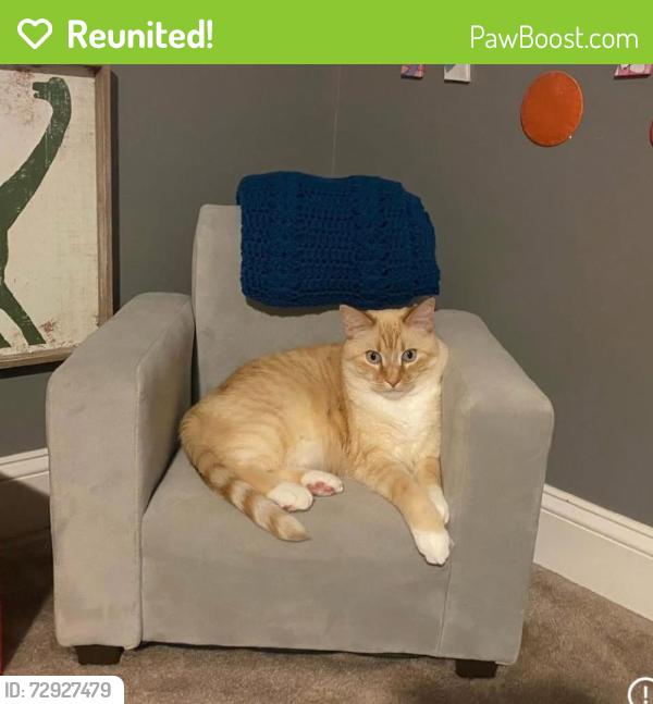 Reunited Male Cat last seen Highway O and Old Geneva Road, Burlington, WI 53105