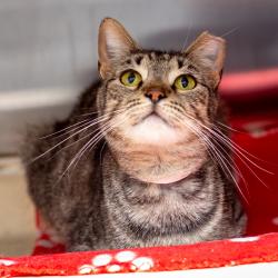 Shelter Stray Female Cat last seen , Hattiesburg, MS 39401