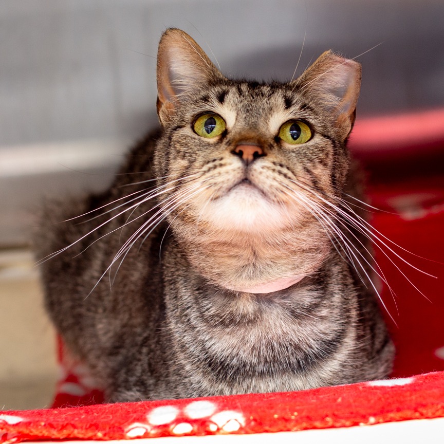 Shelter Stray Female Cat last seen , Hattiesburg, MS 39401