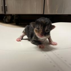 Shelter Stray Female Cat last seen , 54687 Co Rd 19, Bristol, IN 46507, USA
