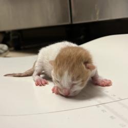 Shelter Stray Male Cat last seen , 54687 Co Rd 19, Bristol, IN 46507, USA