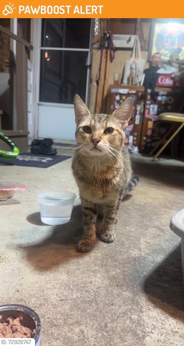 Found/Stray Male Bird last seen Union Lake Rd Harrison twp, Clinton Township, MI 48036