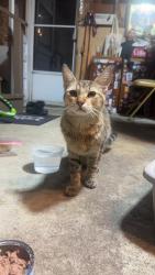 Found/Stray Male Bird last seen Union Lake Rd Harrison twp, Clinton Township, MI 48036