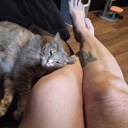 Lost Female Cat last seen Mary's creek , Benbrook, TX 76116