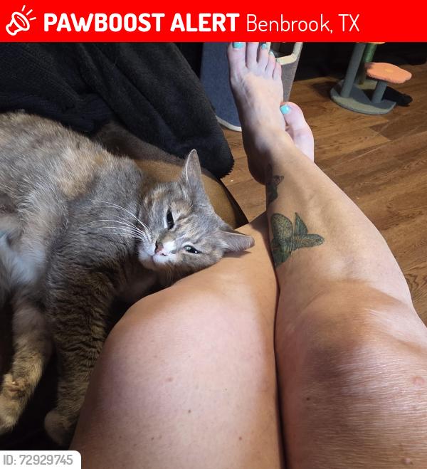 Lost Female Cat last seen Mary's creek , Benbrook, TX 76116