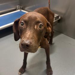 Shelter Stray Male Dog last seen , Memphis, TN 38133