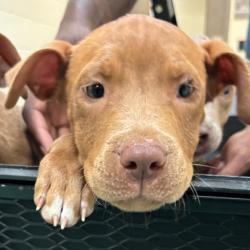 Shelter Stray Male Dog last seen , Memphis, TN 38133