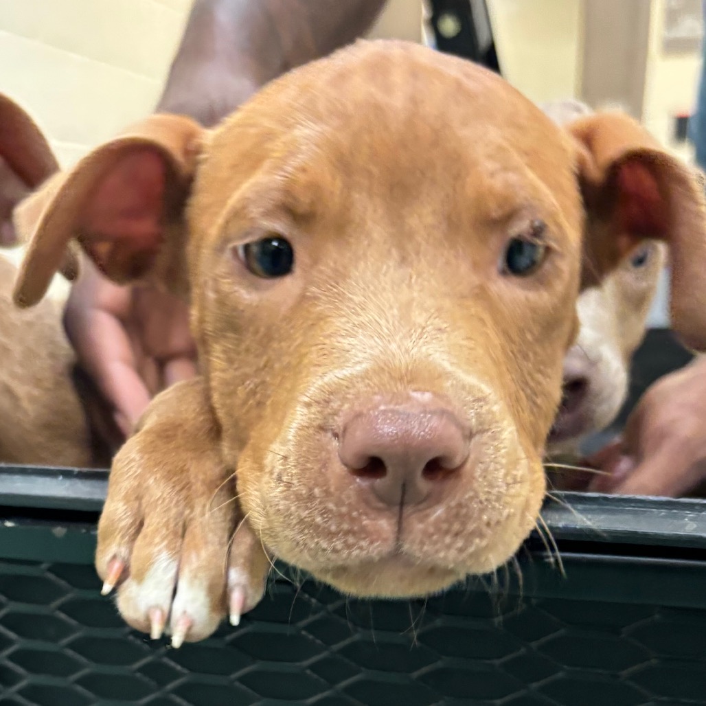 Shelter Stray Male Dog last seen , Memphis, TN 38133