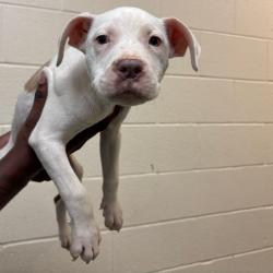 Shelter Stray Male Dog last seen , Memphis, TN 38133