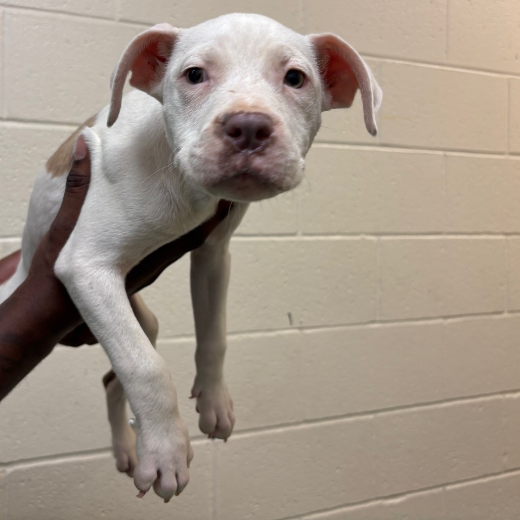 Shelter Stray Male Dog last seen , Memphis, TN 38133