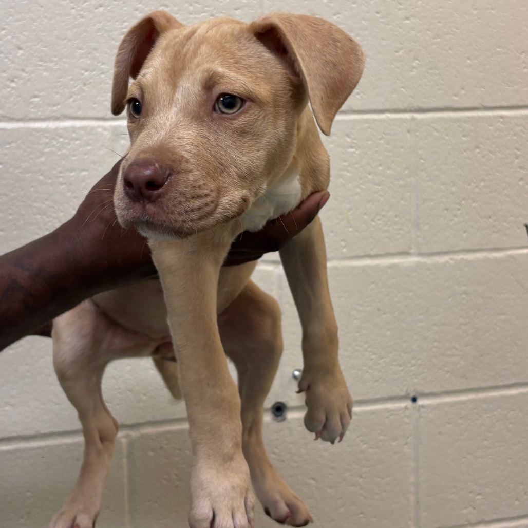 Shelter Stray Female Dog last seen , Memphis, TN 38133