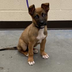 Shelter Stray Male Dog last seen , Memphis, TN 38133