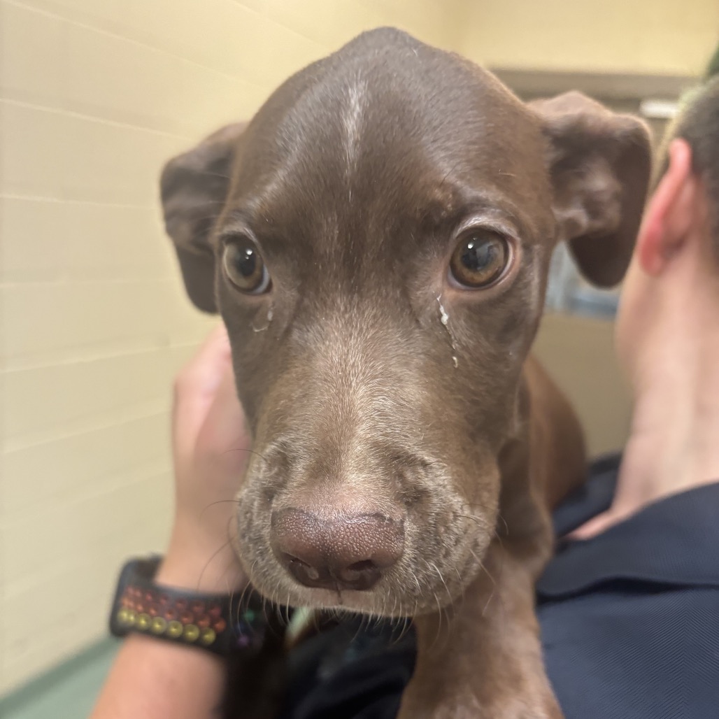 Shelter Stray Female Dog last seen , Memphis, TN 38133