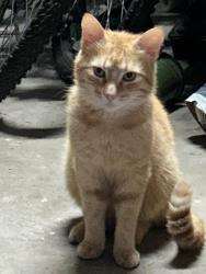 Found/Stray Unknown Cat last seen Lone Cedar, Houston, TX 77345