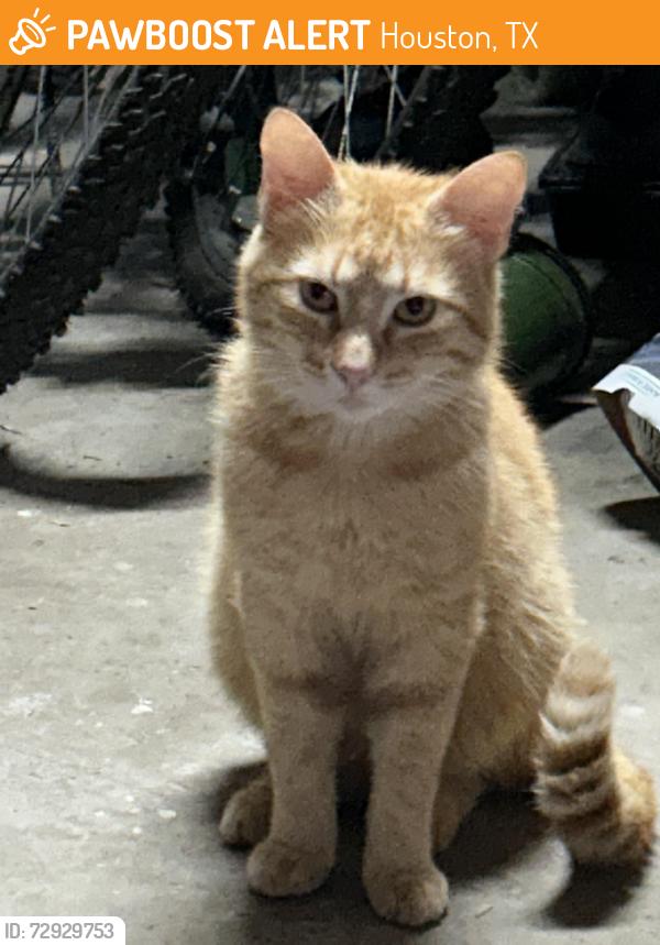 Found/Stray Unknown Cat last seen Lone Cedar, Houston, TX 77345