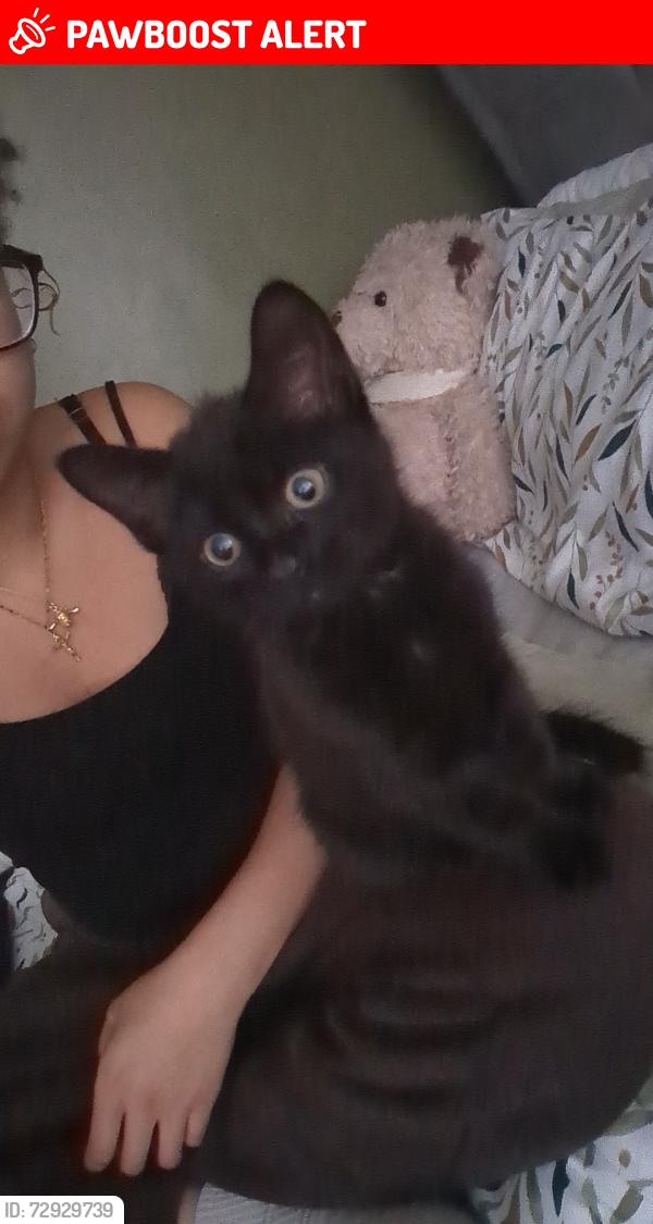 Lost Male Cat last seen barns lane by farmers boy, West Midlands, England WS4 1HF