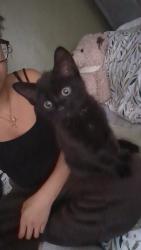 Lost Male Cat last seen barns lane by farmers boy, West Midlands, England WS4 1HF