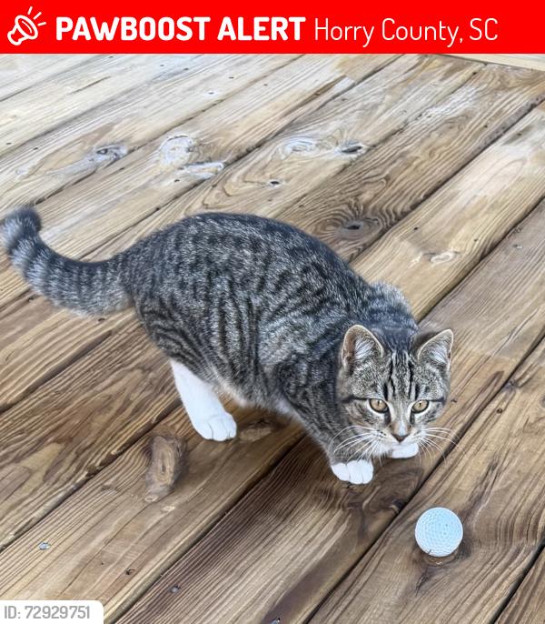 Lost Unknown Cat last seen Scipio Lane, Horry County, SC 29588