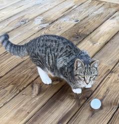 Lost Unknown Cat last seen Scipio Lane, Horry County, SC 29588