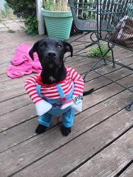 Lost Male Dog last seen Fm 36 south, Quinlan, TX 75474