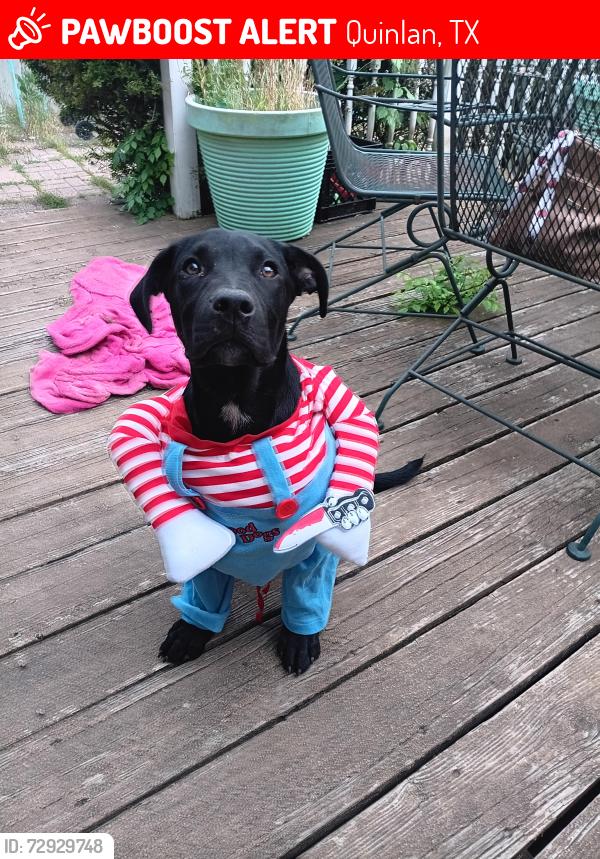 Lost Male Dog last seen Fm 36 south, Quinlan, TX 75474