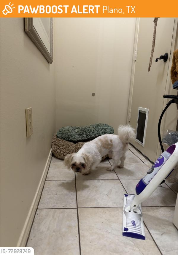 Found/Stray Male Dog last seen Danube Lane - Pittman Creek North, Plano, TX 75075