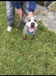 Reunited Male Dog last seen 23rd and Sheridan, Tacoma, WA 98405