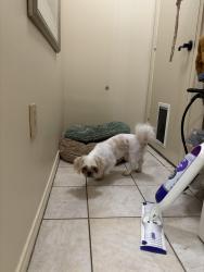 Found/Stray Male Dog last seen Danube Lane - Pittman Creek North, Plano, TX 75075