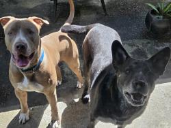 Found/Stray Male Dog last seen 12th Ave SW and 168th, Burien, WA 98166
