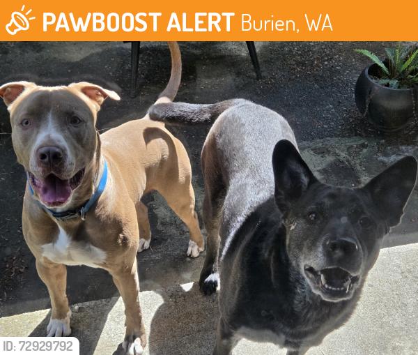 Found/Stray Male Dog last seen 12th Ave SW and 168th, Burien, WA 98166