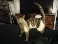 Reunited Male Cat last seen 15th Ave and Halstead Dr., Phoenix, AZ 85023