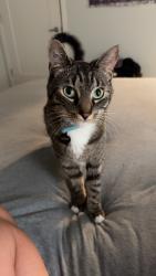 Lost Male Cat last seen Mission Hills; Hanford Drive (dead end off of Crandall Dr and Gateshead St) , San Diego, CA 92111