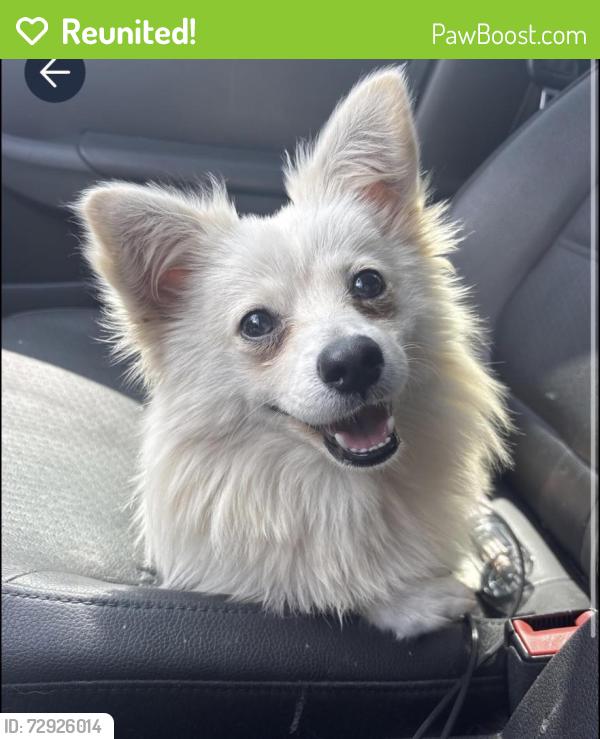 Reunited Male Dog last seen Sparta Street 77028, Houston, TX 77028