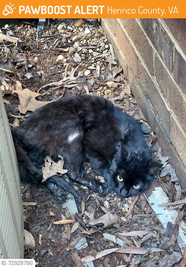 Found/Stray Unknown Cat last seen Lauderdale road, Henrico County, VA 23233