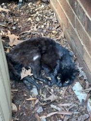 Found/Stray Unknown Cat last seen Lauderdale road, Henrico County, VA 23233
