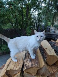 Lost Female Cat last seen Near garrick drive sw, Calgary, AB T3E