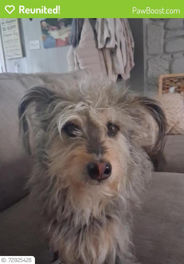 Reunited Male Dog last seen Near Patmore Rd, Memphis, TN 38134, USA, Memphis, TN 38134