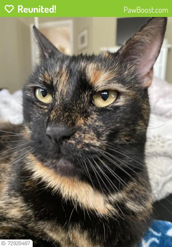 Reunited Female Cat last seen Plume Way, Verdure, Elk Grove, Elk Grove, CA 95758