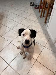 Found/Stray Female Dog last seen The I65 walking up the on ramp on Bethel in Millersville, I-65,  37203