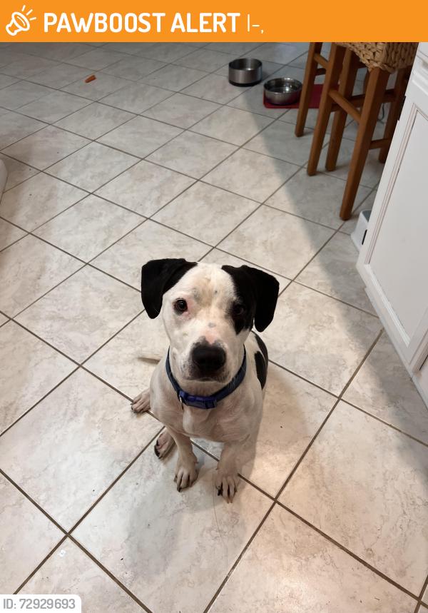 Found/Stray Female Dog last seen The I65 walking up the on ramp on Bethel in Millersville, I-65,  37203