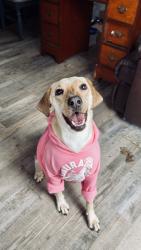 Reunited Female Dog last seen Gibson St infront of Ellis Park, Danville, IN 46122