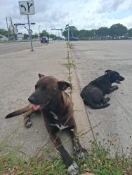 Found/Stray Male Dog last seen N Staples and Lipan workforce parking lot, Corpus Christi, TX 78401