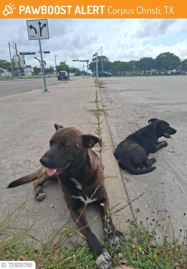 Found/Stray Male Dog last seen N Staples and Lipan workforce parking lot, Corpus Christi, TX 78401