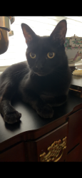 Reunited Male Cat last seen Near pathfinder lane, McLean, VA 22101