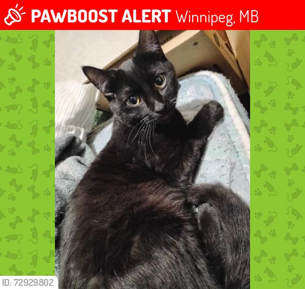 Lost Male Cat last seen Near elgin ave west, Winnipeg, MB 