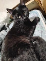 Lost Male Cat last seen Near elgin ave west, Winnipeg, MB 